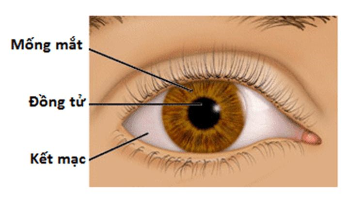 Từ ngày 1-7, mống mắt sẽ được thu nhận khi người dân làm căn cước mới